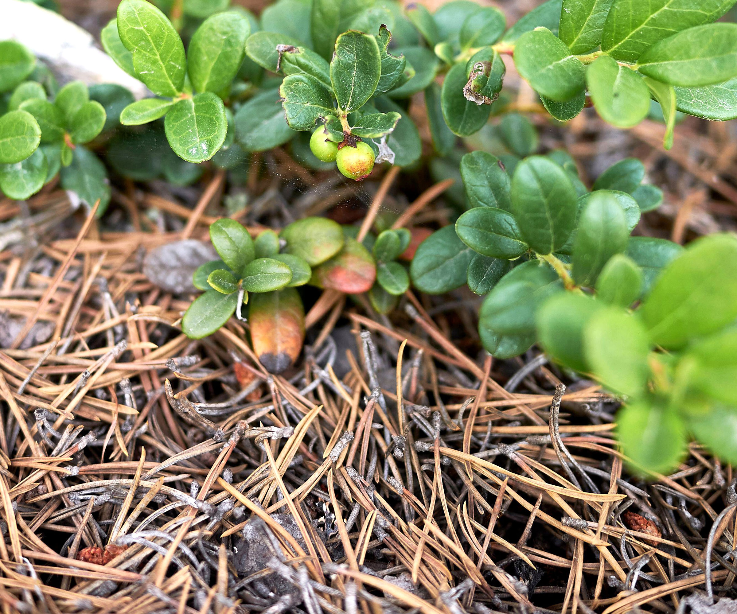 pine needle mulch on ground around blueberry plant