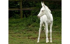 Daisy-Pennie-Cornishs-mule-foal.jpg