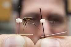 The size difference between an invasive Asian tiger mosquito, right, and the native species Psorophora ciliata, sometimes called the gallinipper. Gallinippers are about 20 times larger than most common mosquitoes.