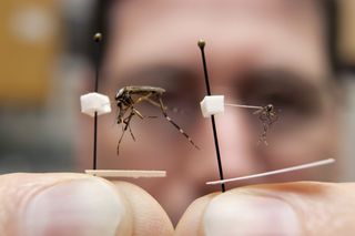 The size difference between an invasive Asian tiger mosquito, right, and the native species Psorophora ciliata, sometimes called the gallinipper. Gallinippers are about 20 times larger than most common mosquitoes.