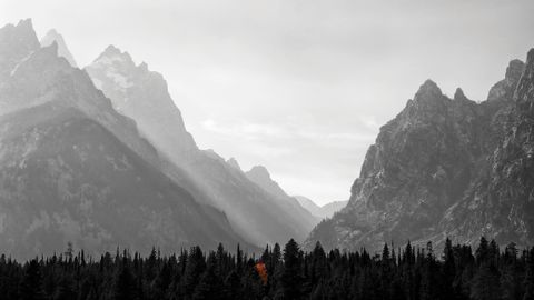 The story behind my photo of the "naked" aspen tree | Digital Camera World