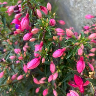 Closeup of pink fuchsia buds in garden