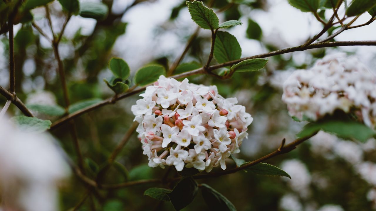 Viburnum flowering with pale pink blooms