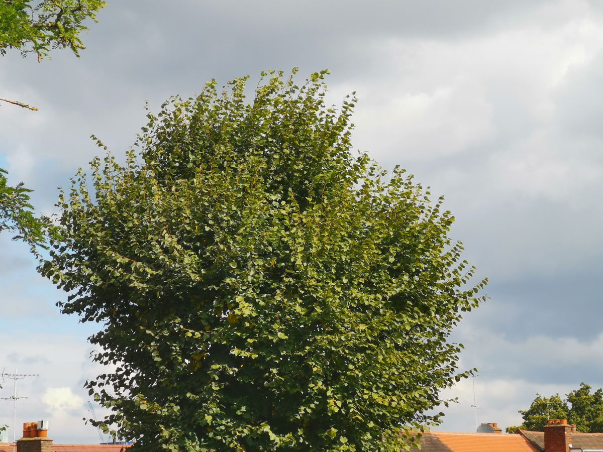 Example of a shot taken on the telephoto camera.
