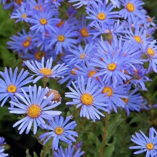 2 Blue Aster Plants Live, Asters Perennial Live Plants, 5 to 7 Inc Tall, Flower Plant for Gardening