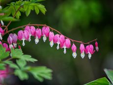 Non Flowering Bleeding Heart Plant