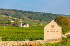 Domaine Faiveley vineyard scene