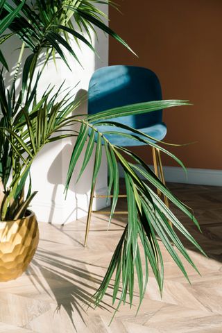 A parlor palm in a living room