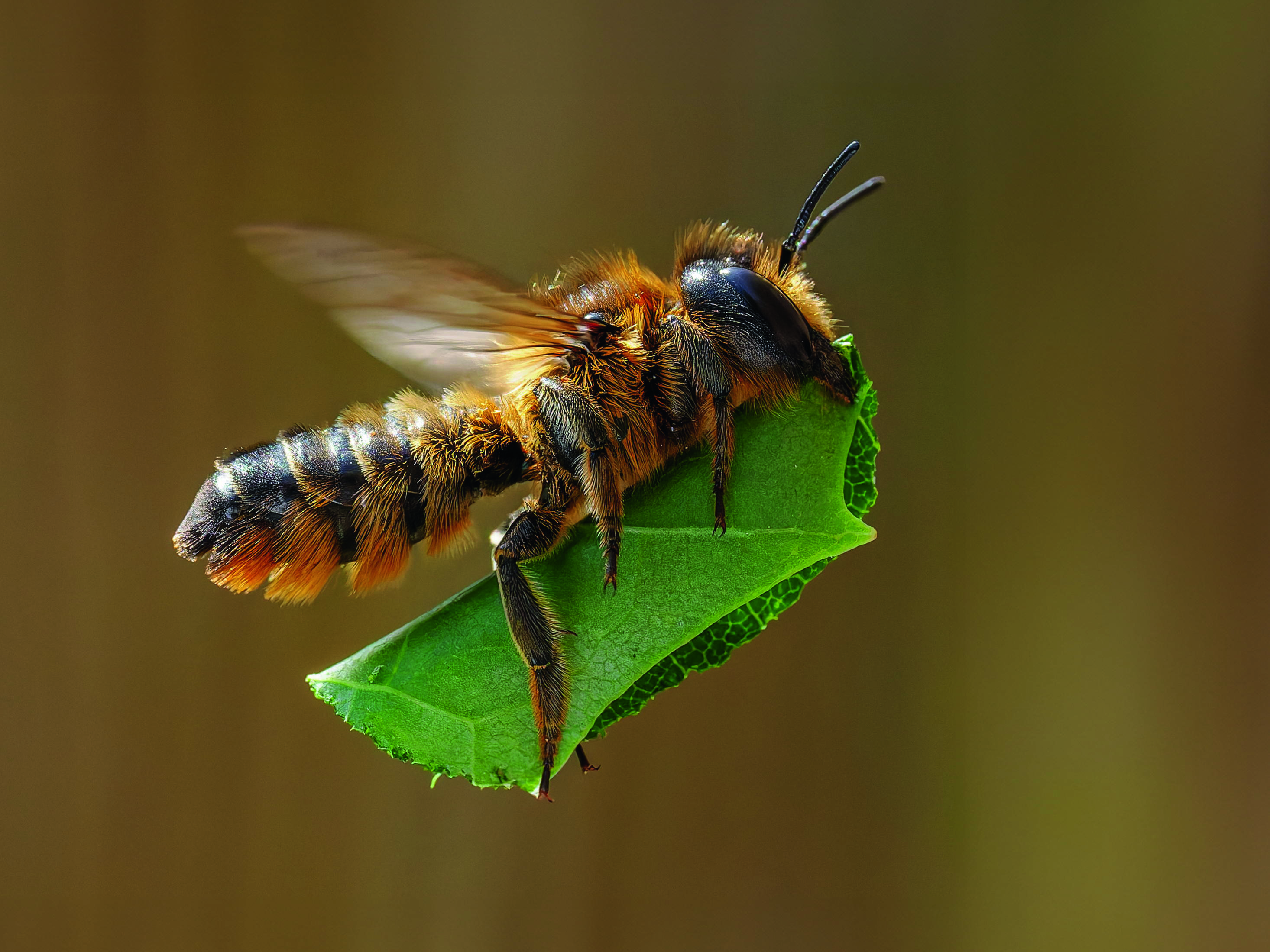 A bee is pictured carrying a leaf