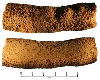 A nail file made from staghorn coral reef by the Lapita people at Polynesia's oldest known settlement, Nukuleka. Using ultra-precise dating techniques, the researchers determined the first Polynesians arrived about 2,838 years ago.