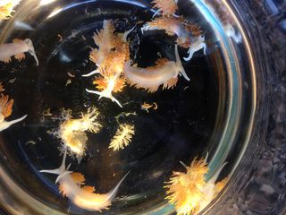 Sea slugs from a Japanese vessel from Iwate Prefecture, washed ashore in Oregon in April 2015.