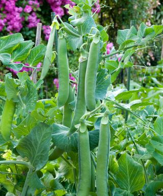 Dorian Mr Big peas ripening on stems in early summer