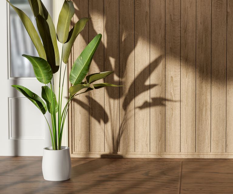 How To Protect Wood Floors From Potted Plants | Gardening Know How