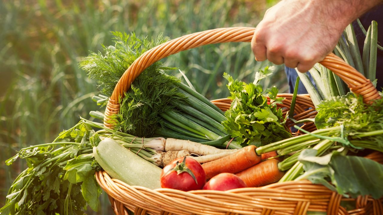 A basket full of fresh organic vegetables