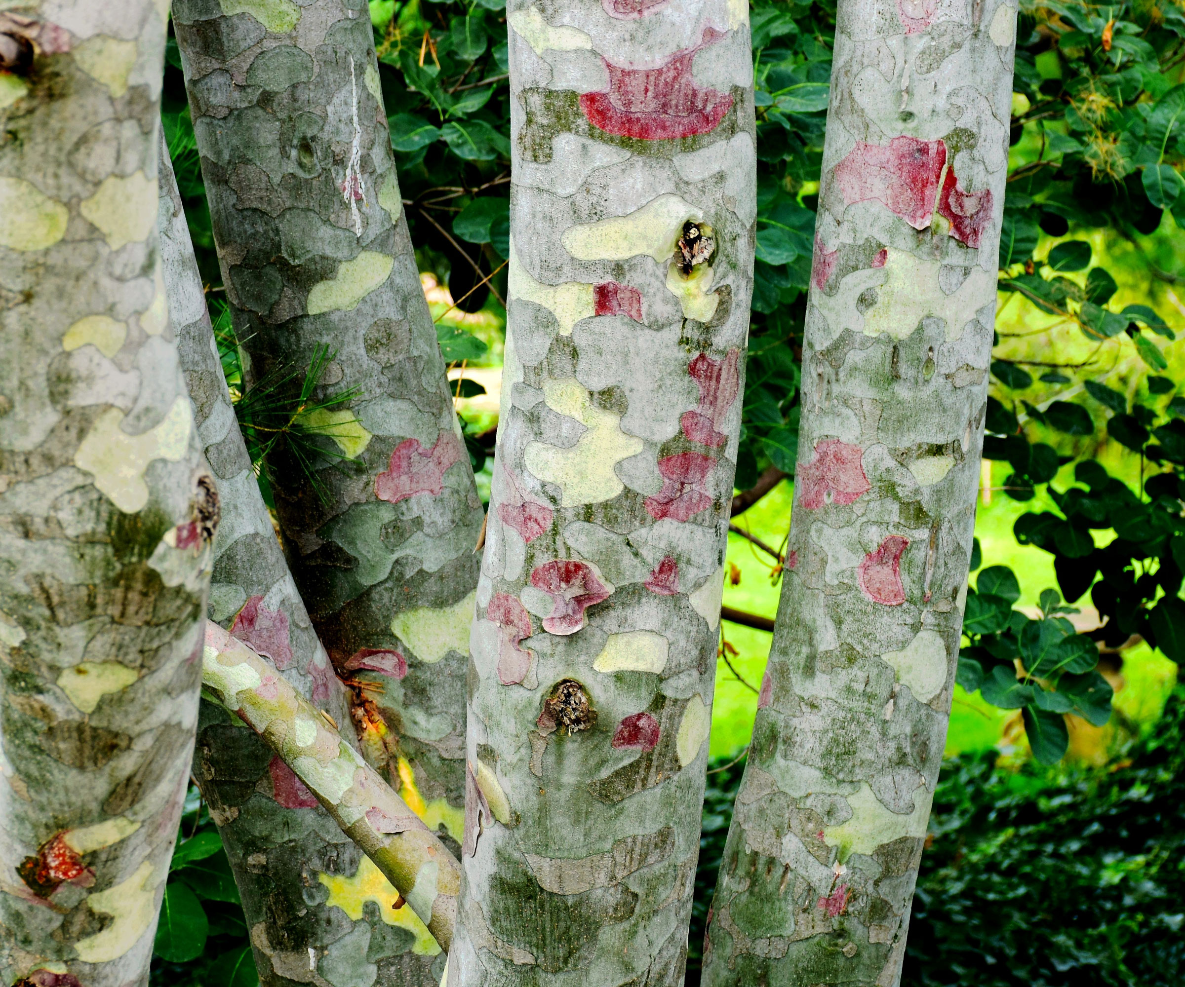 lacebark trees showing gray peeling bark
