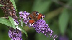 Butterfly bush, or buddleia, with purple blooms and a butterfly in spring