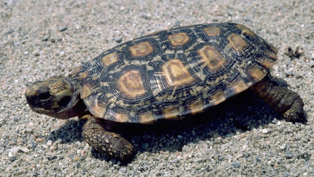 a tortoise walking on gravel