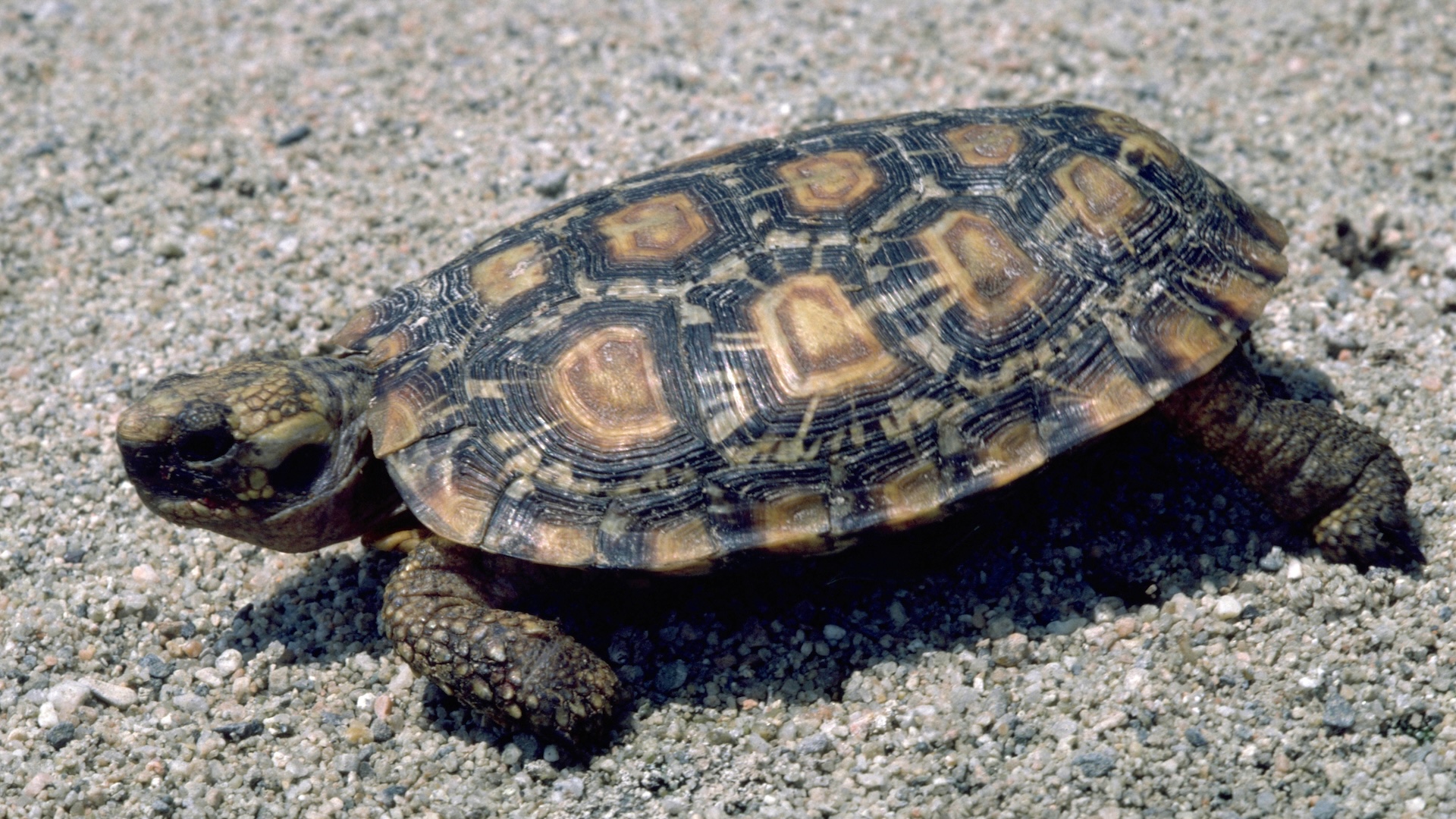a tortoise walking on gravel