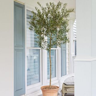 an olive tree in a pot