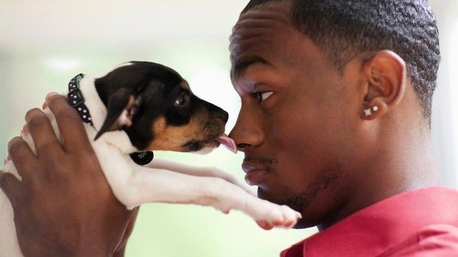 Small puppy licking owners nose after eating the best puppy food for small breeds