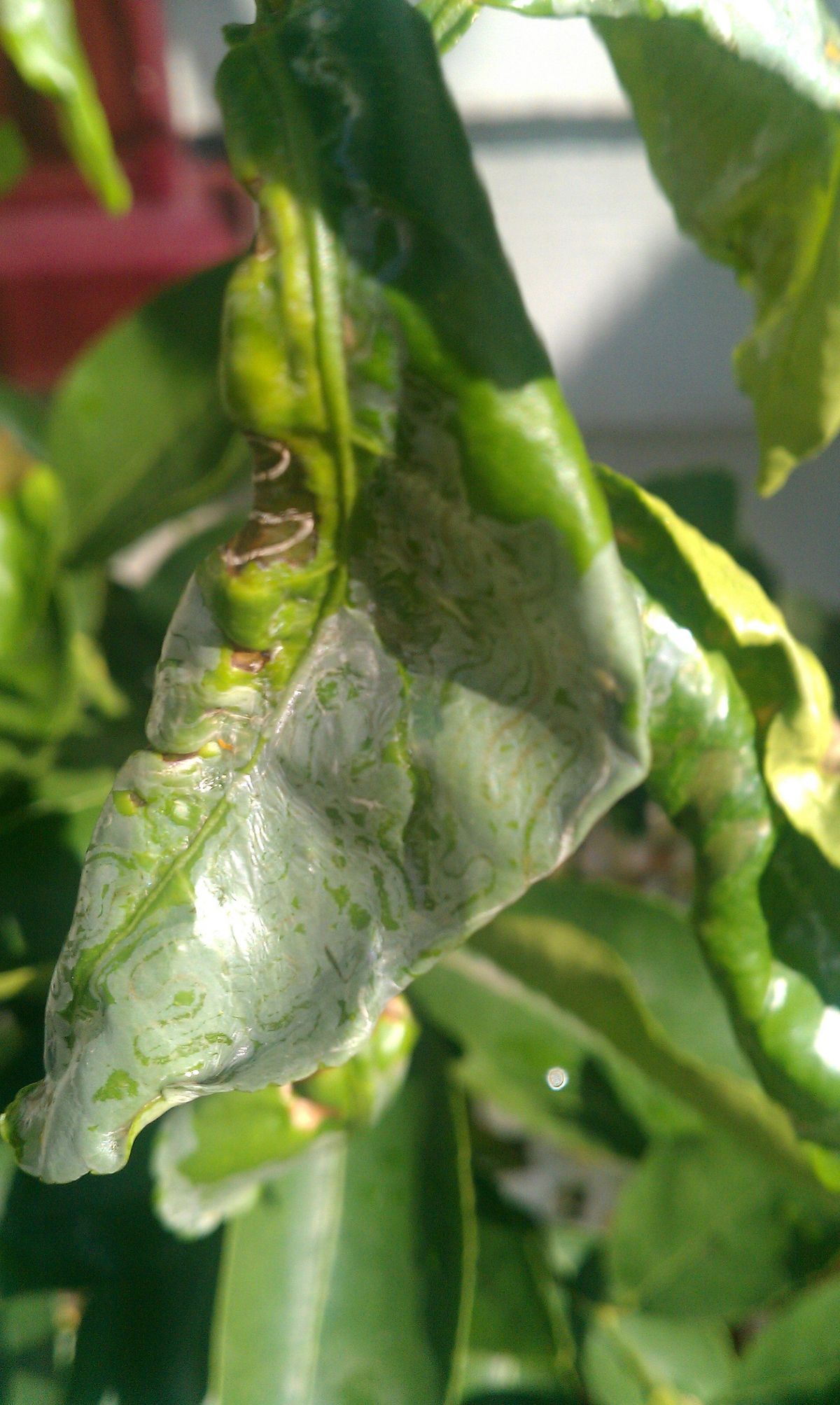 Lime Tree Problems Common Pests of A Lime Tree Gardening Know How