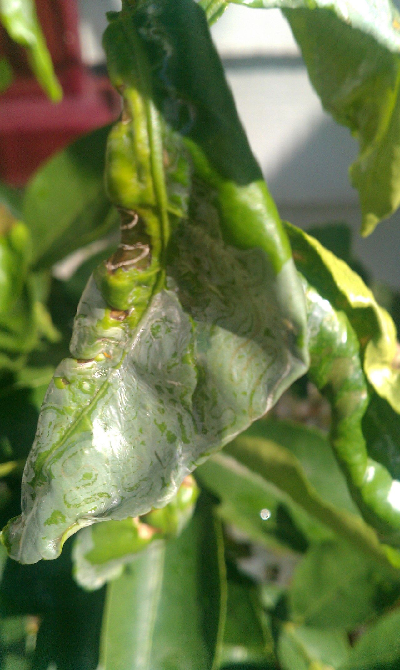 Lime Tree Leaf Damaged From Pests