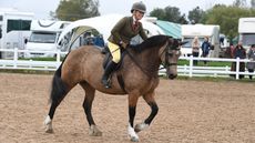 Heritage Show 11.10.19 Olympia Qual. Welsh D No.144 winner Llanarth Fair Lady