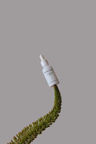 Royal fern plant with bottle of skincare displaying on top