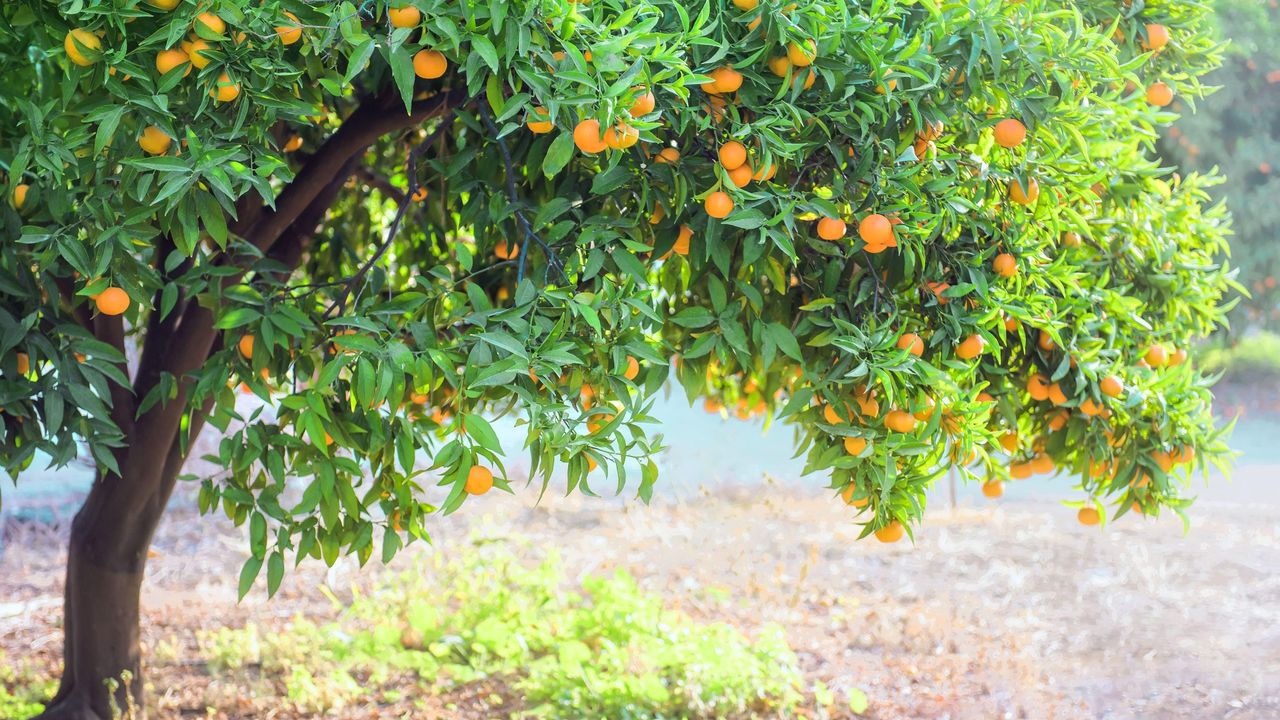 lemon tree with lemons and space beneath