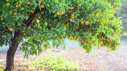 citrus tree in a field