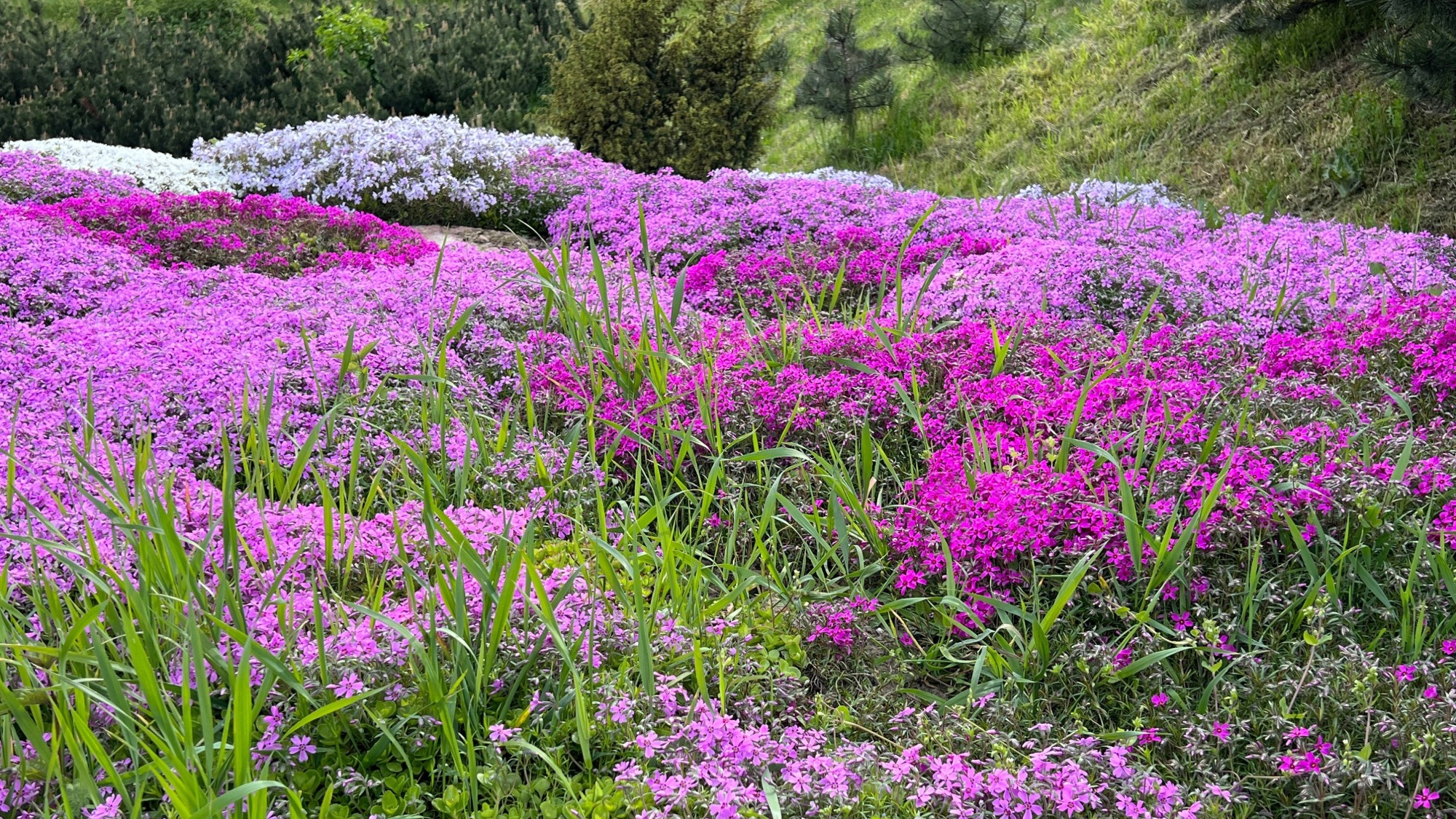 Native ground cover plant creeping phlox