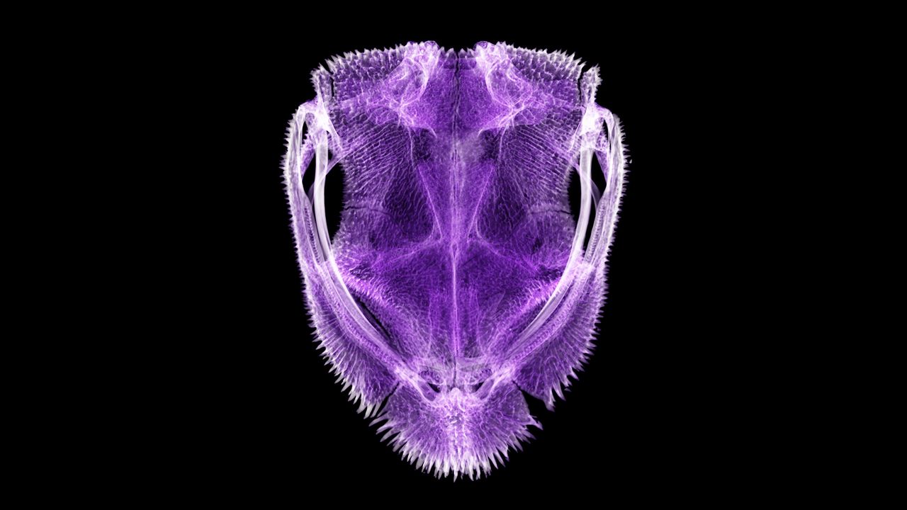 Diaglena spatulata, a shovel-headed tree frog from Mexico, uses its spiked skull as a shield.