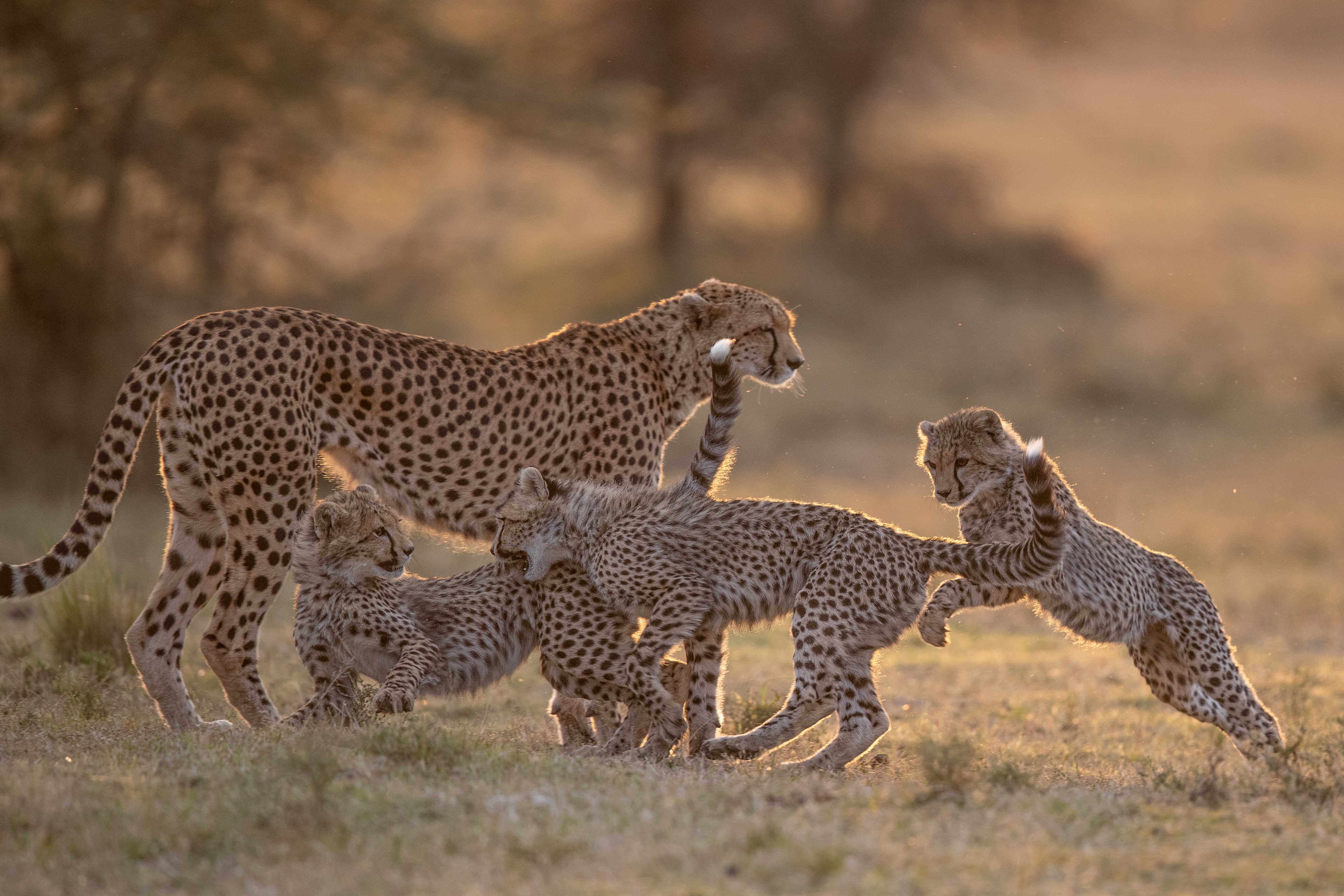Photograph of a family of cheetahs in the Maasai Mara, taken by wildlife photographer and conservationist Angela Scott