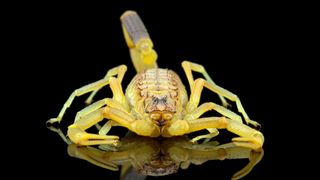 A yellow deathstalker scorpion photographed up close on a black reflective surface.