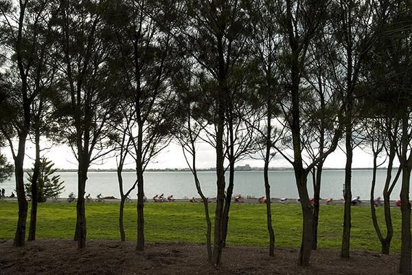 The men's peloton string-out behind some trees along the Geelong foreshore on the final day of the tour.