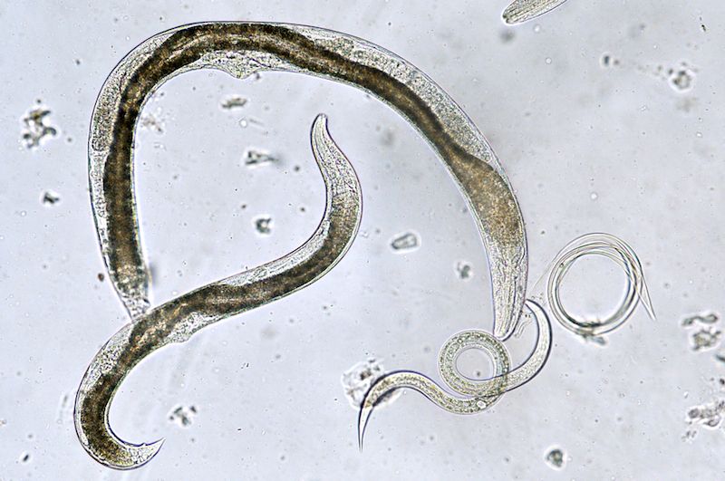 nematodes