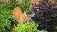 young male deer feeding on plants in a flower garden