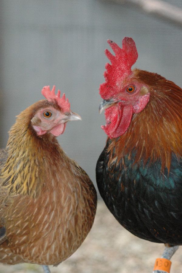 Hens Eject Sperm from Suitors Live Science
