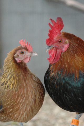 Rooster and hen, hens can eject sperm from low-status mates