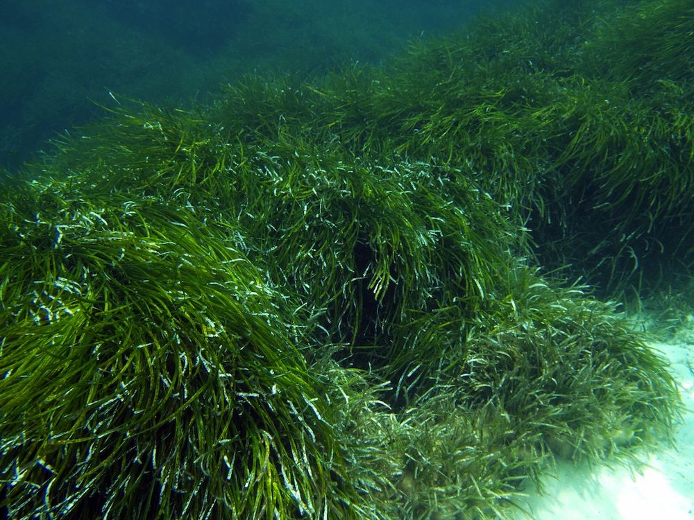 Seagrass bed