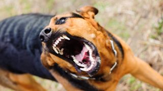 an aggressive dog bearing its teeth looking up