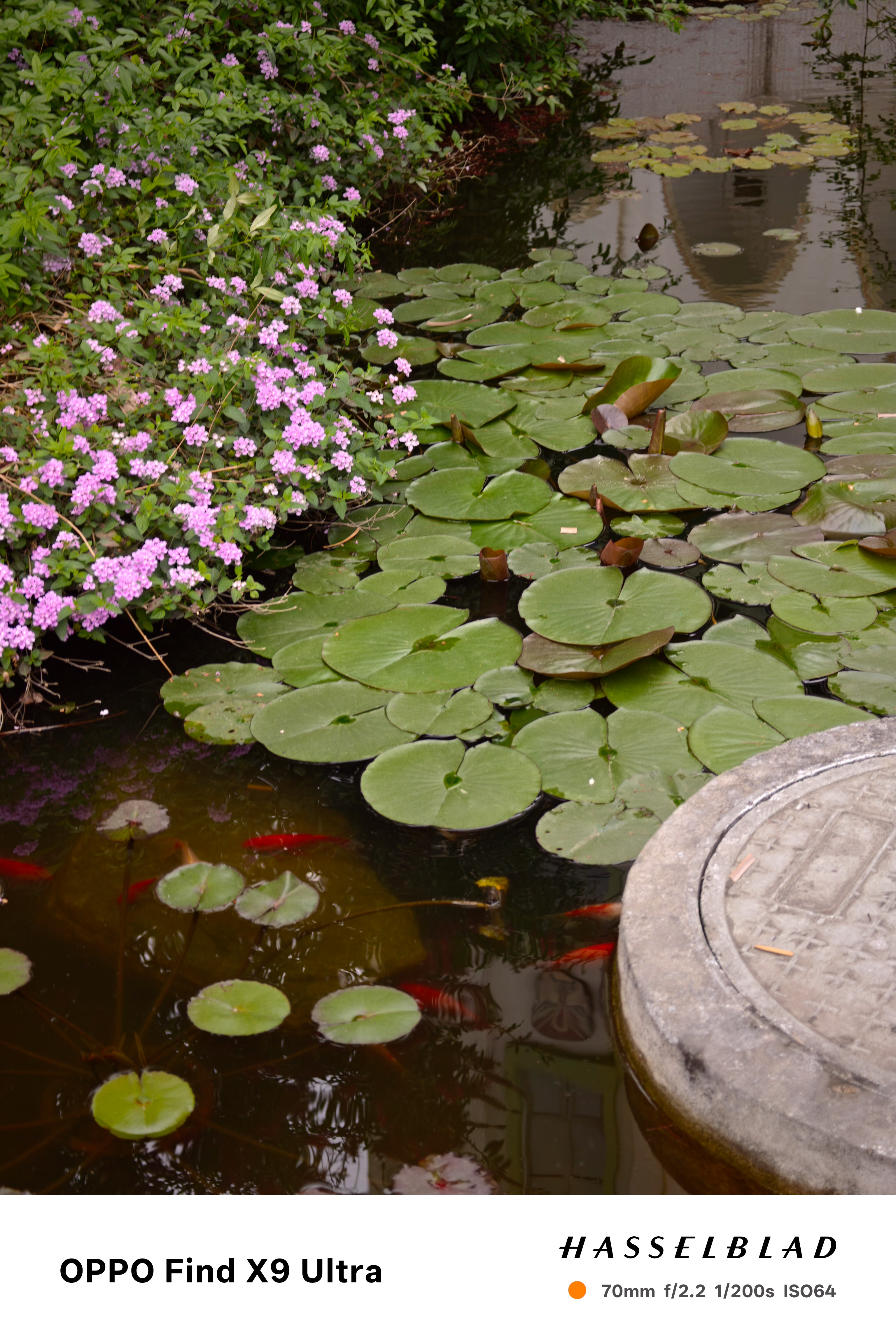 Pond with lily pads, pink flowers, and orange fish below the water