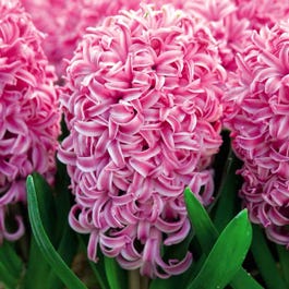 Thompson &amp;amp; Morgan Hyacinth Pink Pearl 5 Bulbs - Spring Flowering