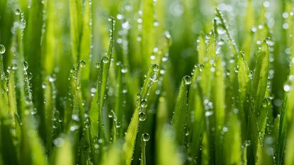 Close up of blades of grass coated in water droplets