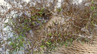 Browning rosemary plant