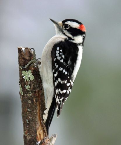 How to attract woodpeckers: wildlife-friendly tips | Homes & Gardens