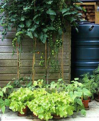 Small vegetable garden ideas growing crops vertically shown with tomatoes growing up a wooden fence.
