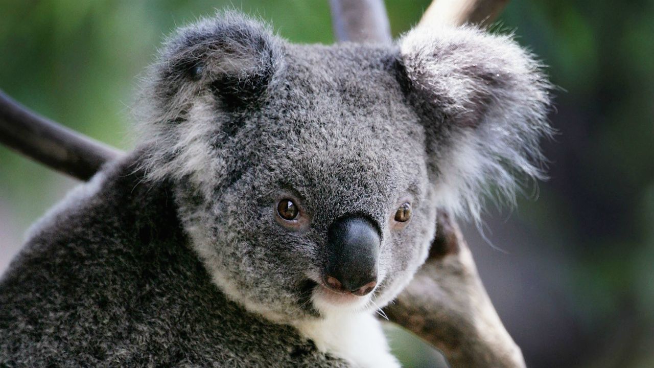 koala