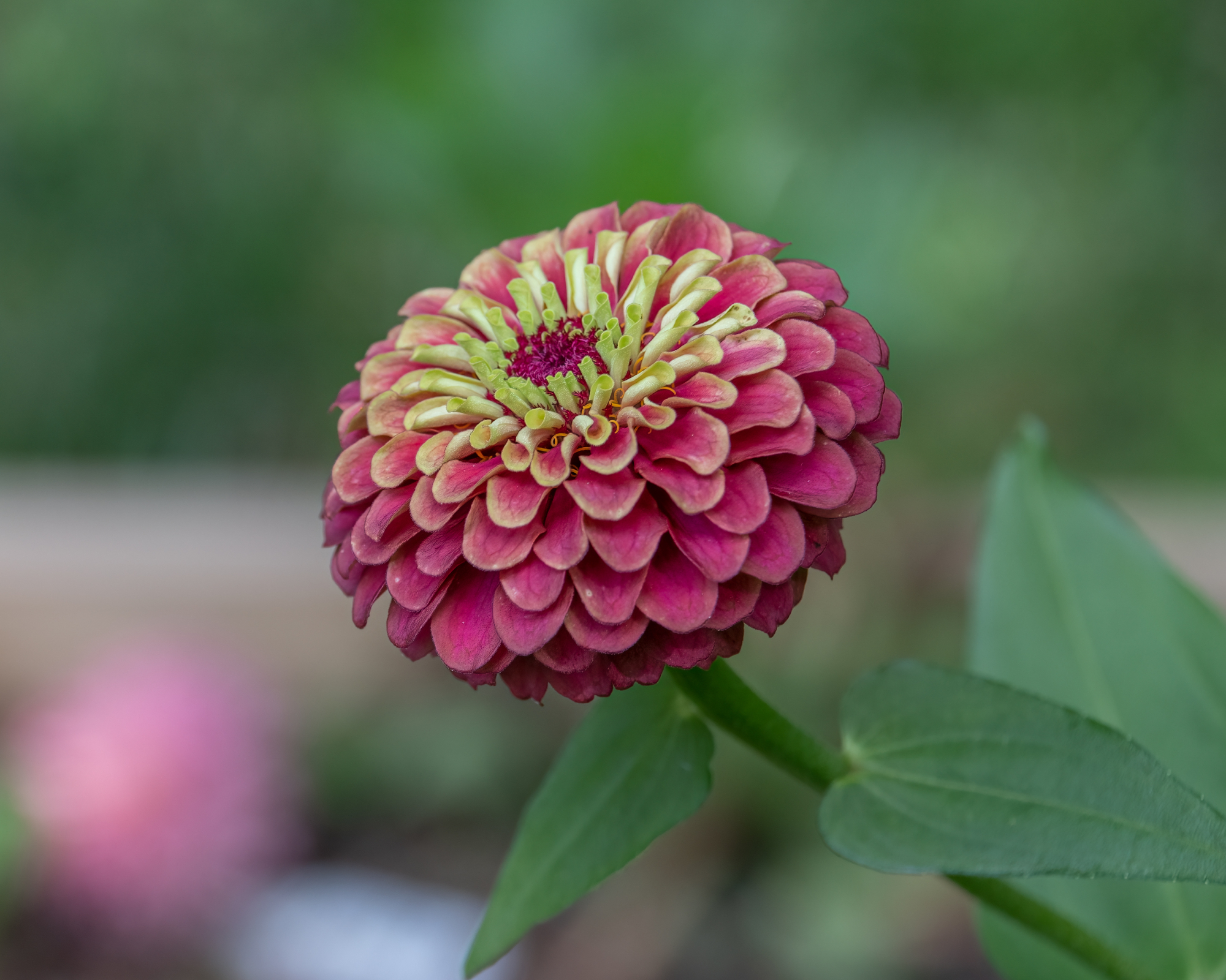 Zinnia Queeny Red Lime flowers