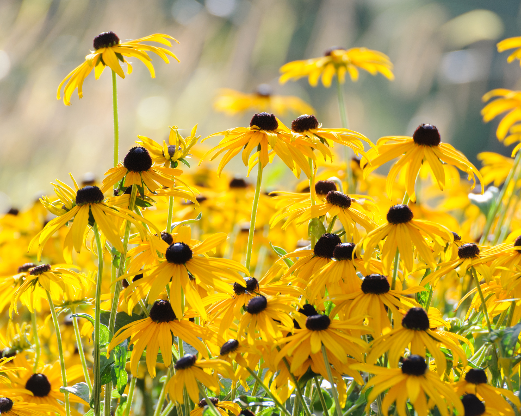 yellow rudbeckia hardy perennial